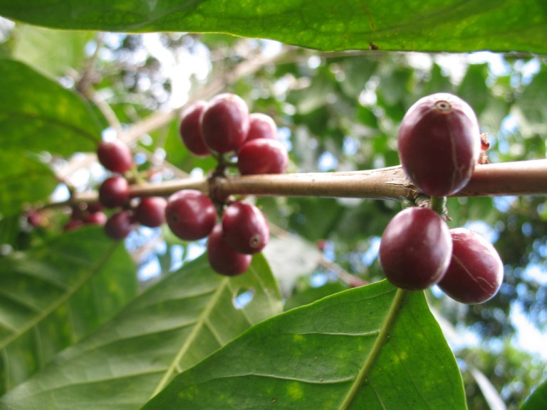 don-pachi-geisha-olympia