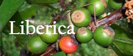 20200801_050535456_iOS