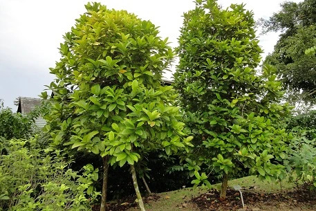 20200801_050557438_iOS