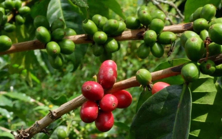 20210203_065654256_iOS